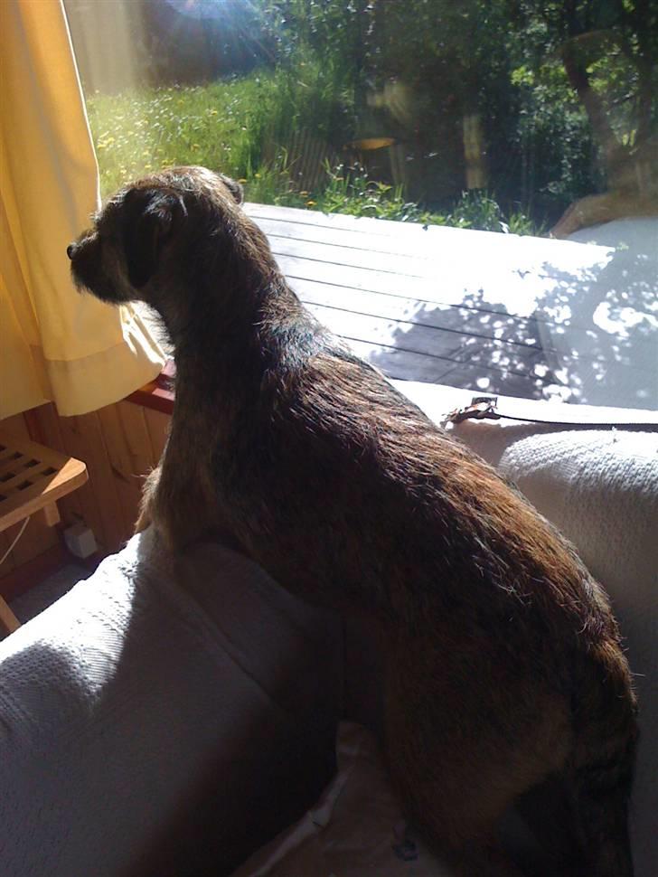 Pinsen i sommerhus billede 35