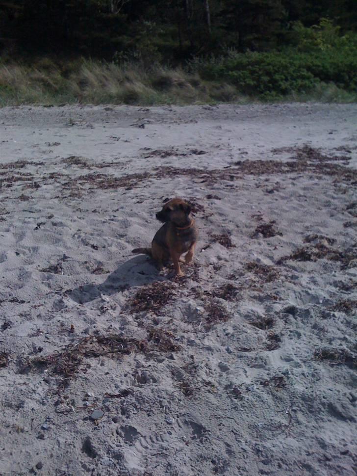 Pinsen i sommerhus billede 26