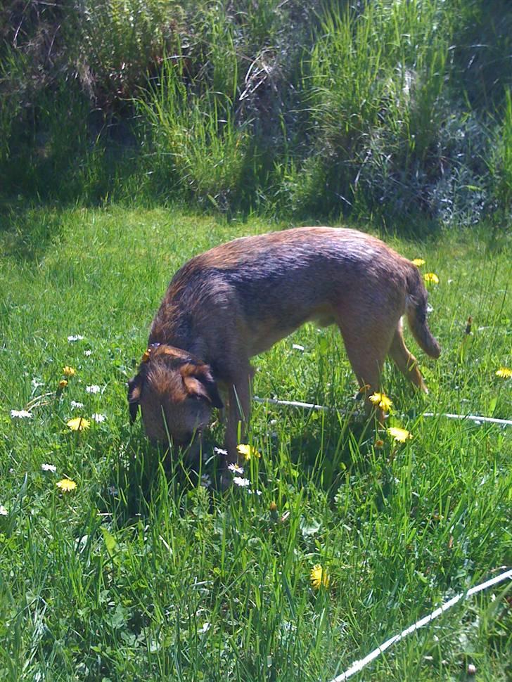 Pinsen i sommerhus billede 7
