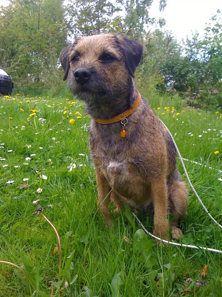 Pinsen i sommerhus billede 16