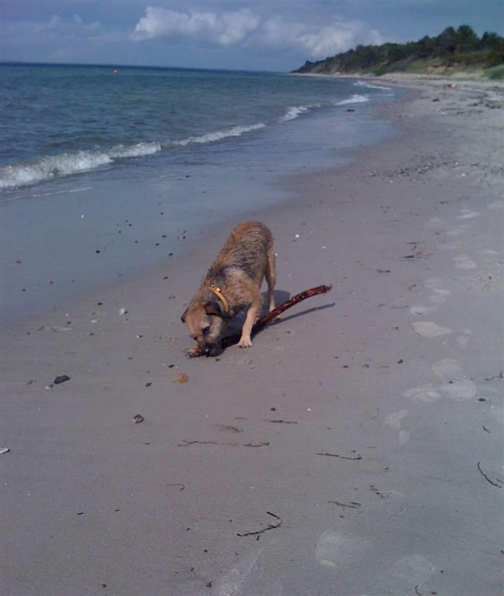 Pinsen i sommerhus billede 23