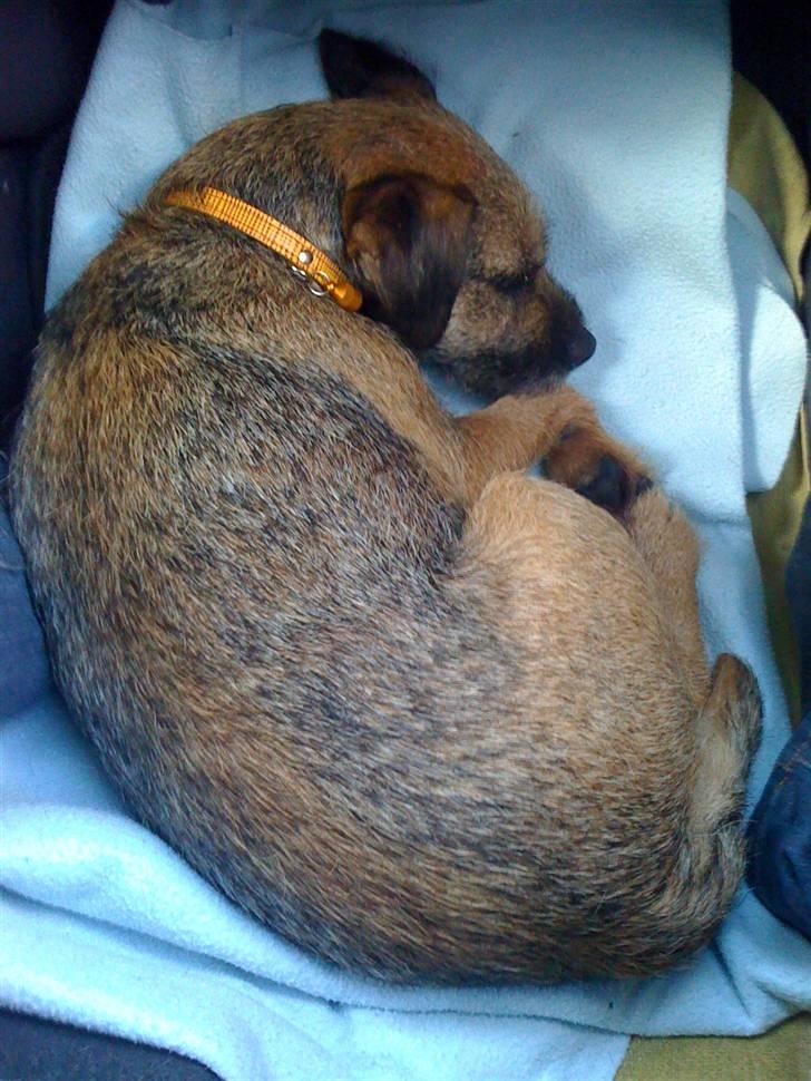 Pinsen i sommerhus - Sover i bilen... zzzz billede 37