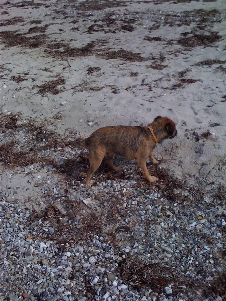 Pinsen i sommerhus billede 13