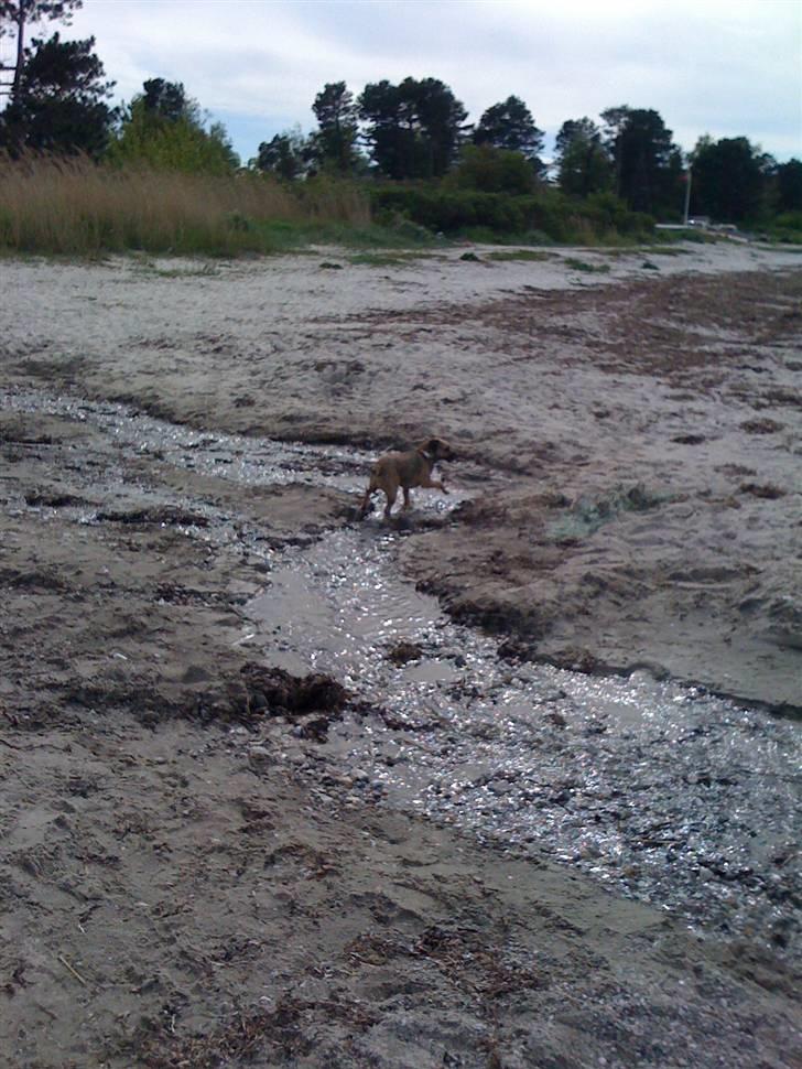 Pinsen i sommerhus billede 14
