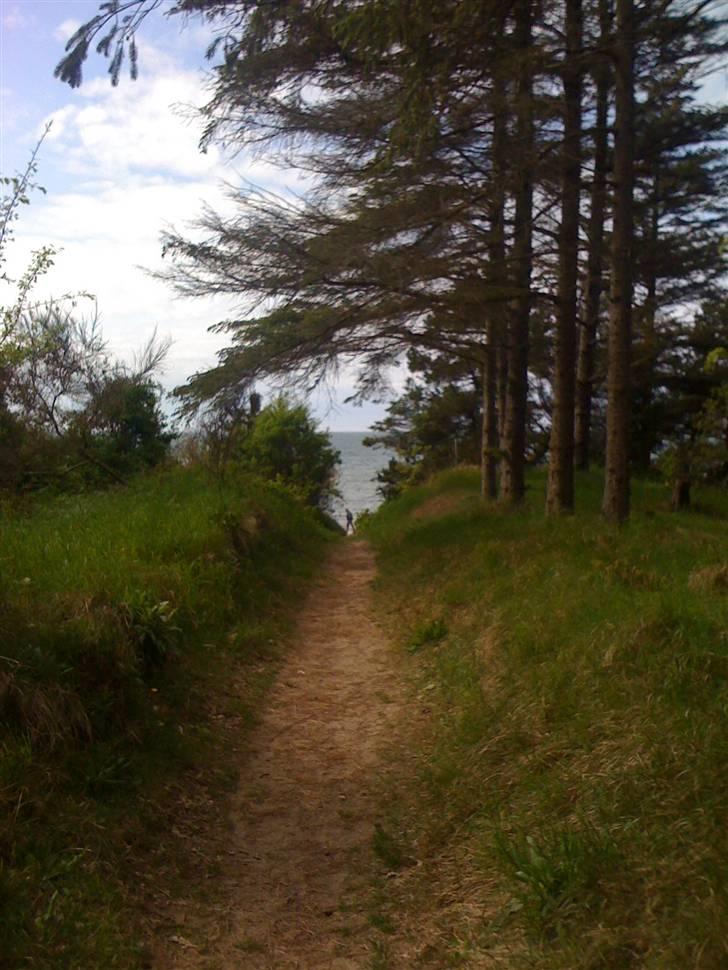 Pinsen i sommerhus - Endnu en tur til stranden <3 billede 20