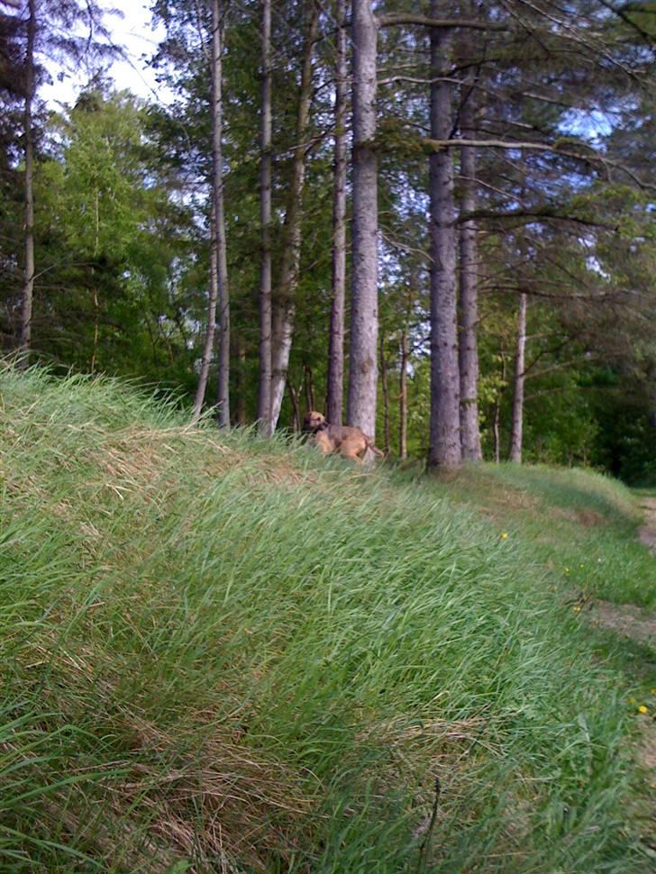 Pinsen i sommerhus billede 29