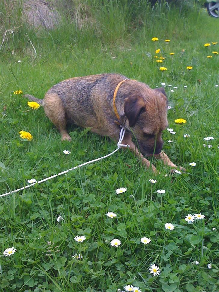 Pinsen i sommerhus billede 15