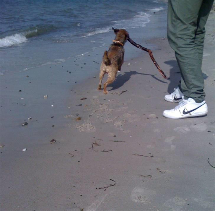 Pinsen i sommerhus - Fang mig bare .... Hvis du kan.... billede 22