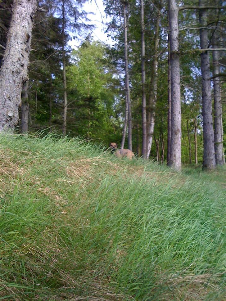 Pinsen i sommerhus - Nogen der kaldte? billede 28