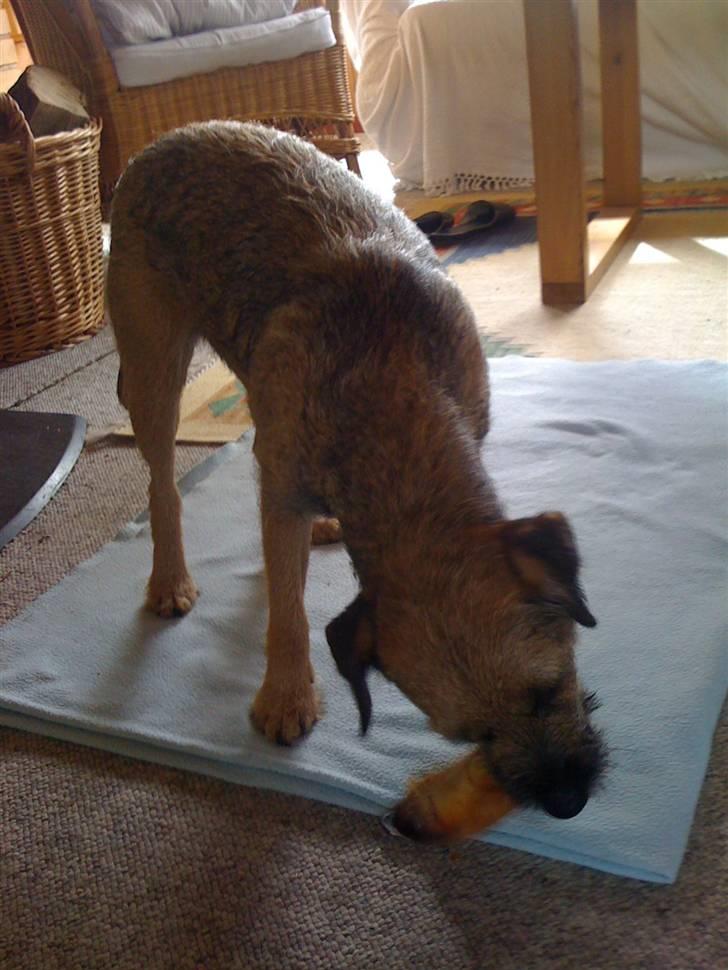 Pinsen i sommerhus billede 33