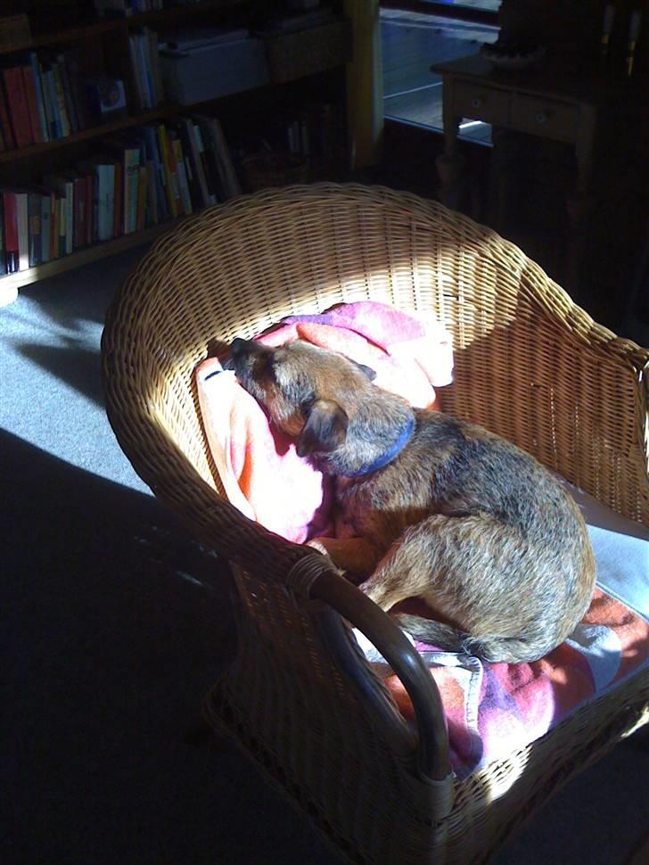 Pinsen i sommerhus - Slapper af i solen! Man blir jo våd af at bade.... grrr billede 18