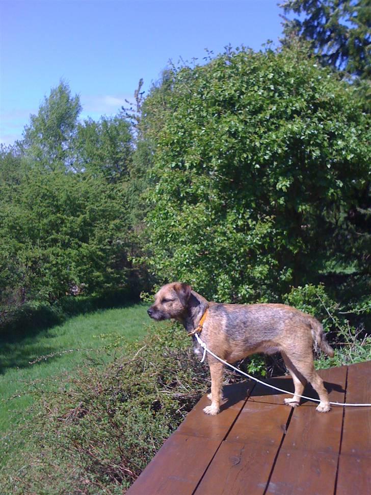 Pinsen i sommerhus - Holder udkig over haven... billede 9