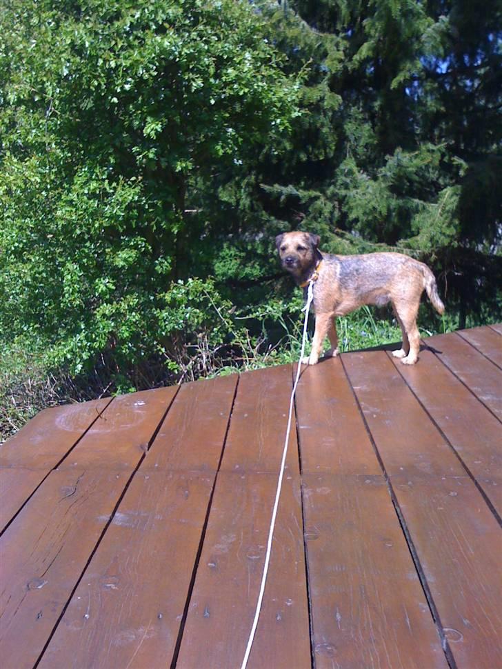 Pinsen i sommerhus billede 10