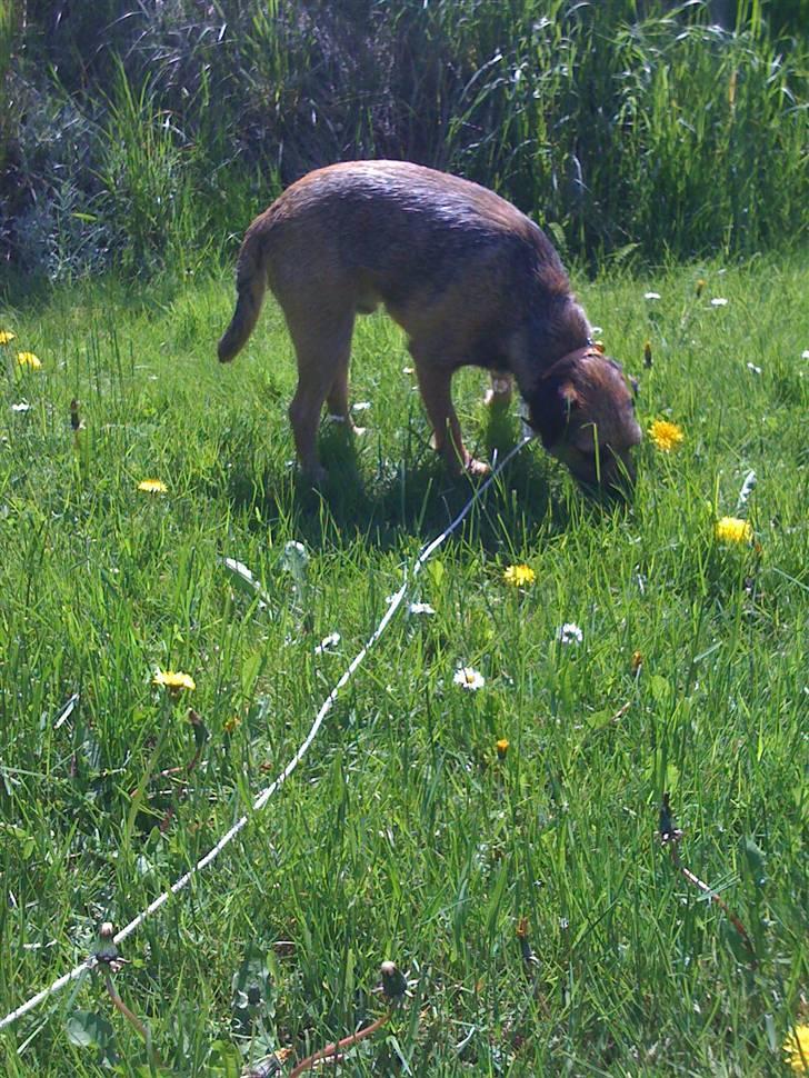 Pinsen i sommerhus billede 4