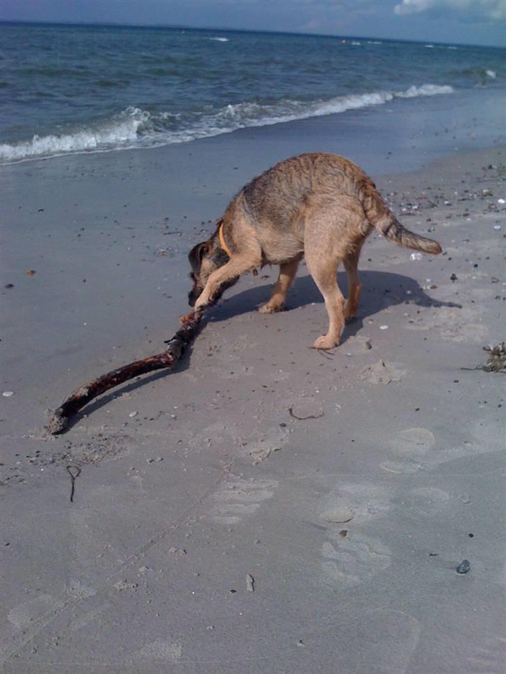 Pinsen i sommerhus - Wuuhuuu en pind.... billede 21