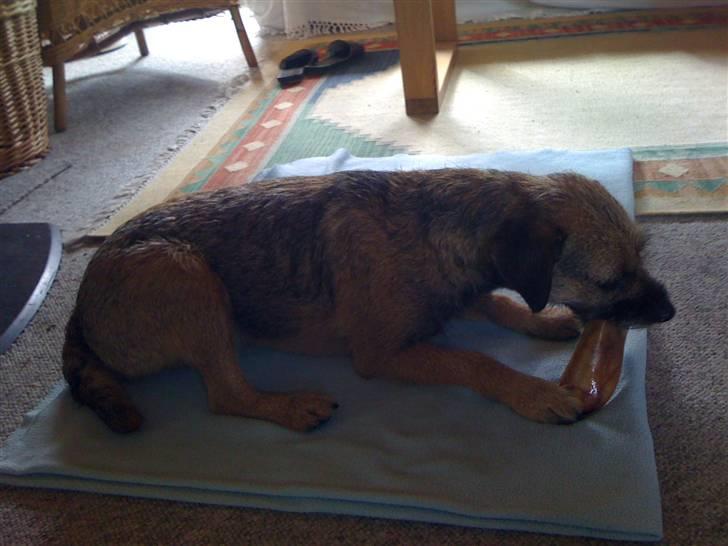 Pinsen i sommerhus billede 32