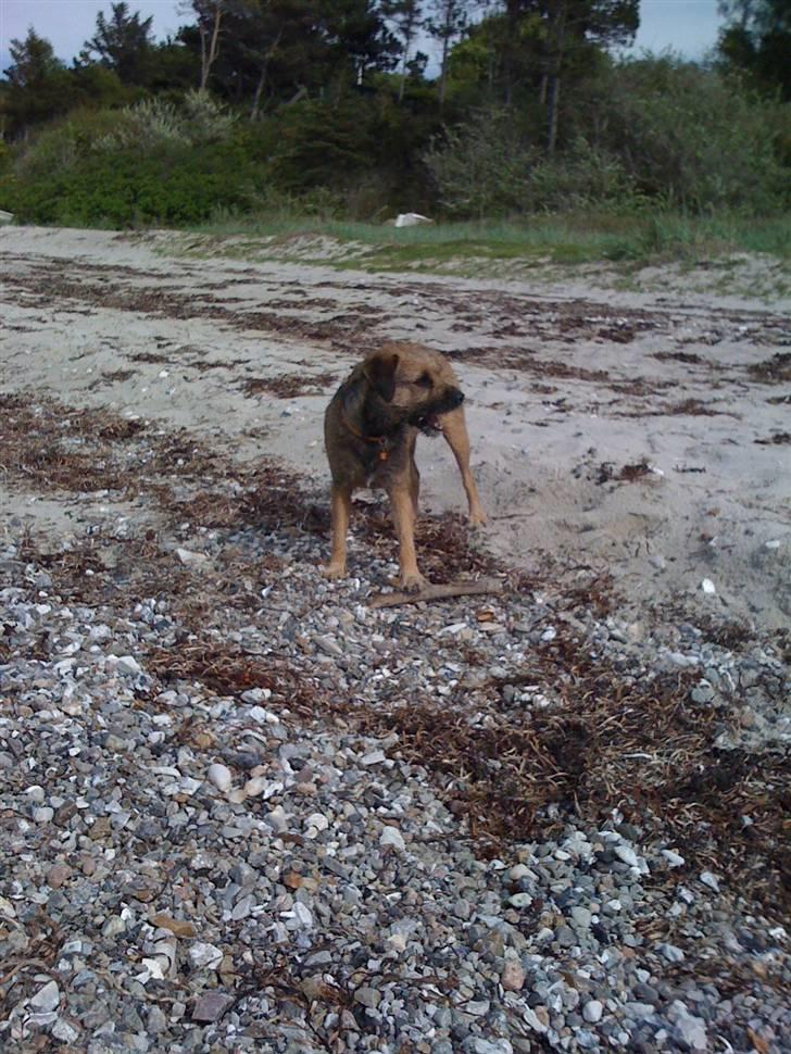 Pinsen i sommerhus billede 38