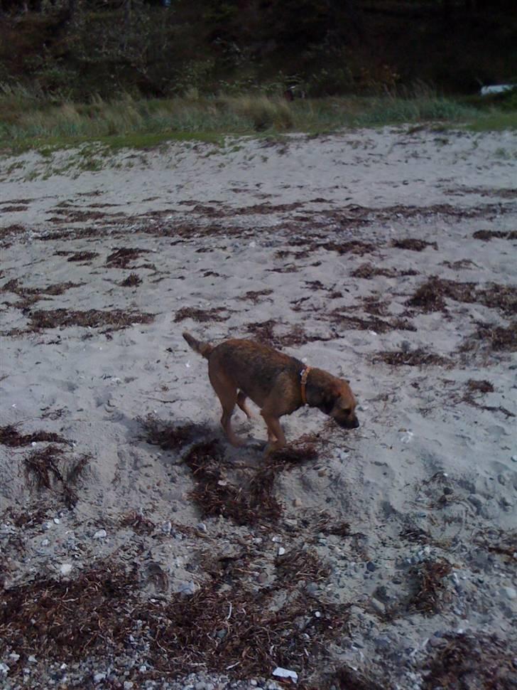 Pinsen i sommerhus billede 39