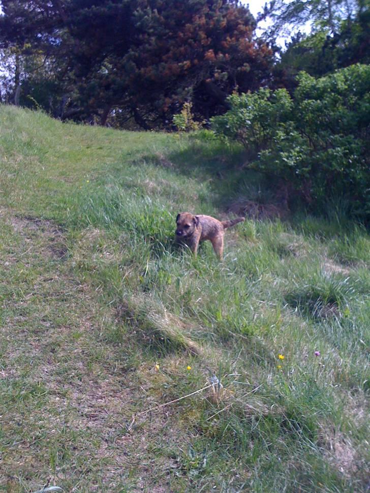 Pinsen i sommerhus - En lille tissetår inden hjemturen.... billede 40