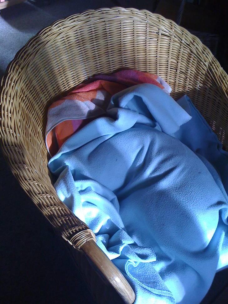 Pinsen i sommerhus - God nat og lad mig venligst være i fred... billede 19