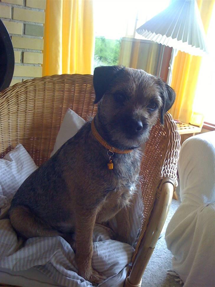 Pinsen i sommerhus - Venter på der bliver serveret.... billede 2