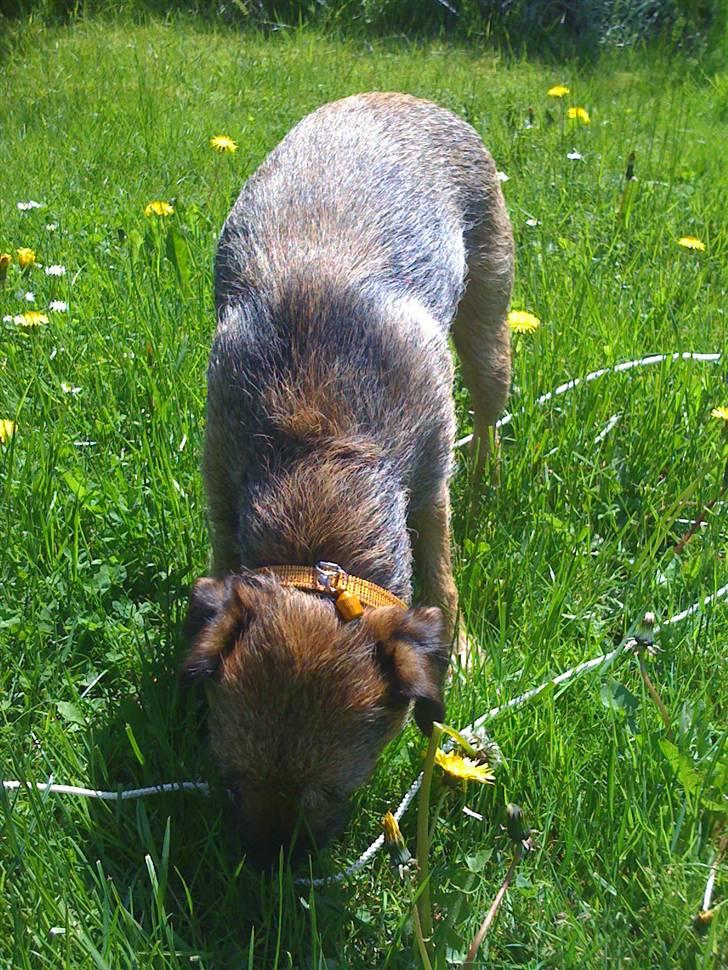 Pinsen i sommerhus - Søger sin foder fra græsset.... så hyggeligt billede 3