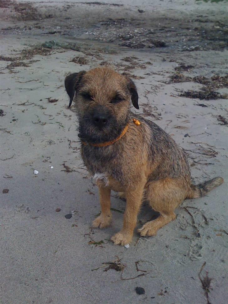 Pinsen i sommerhus - Hmmmm har lige været i vandet :-) he he he!! billede 11