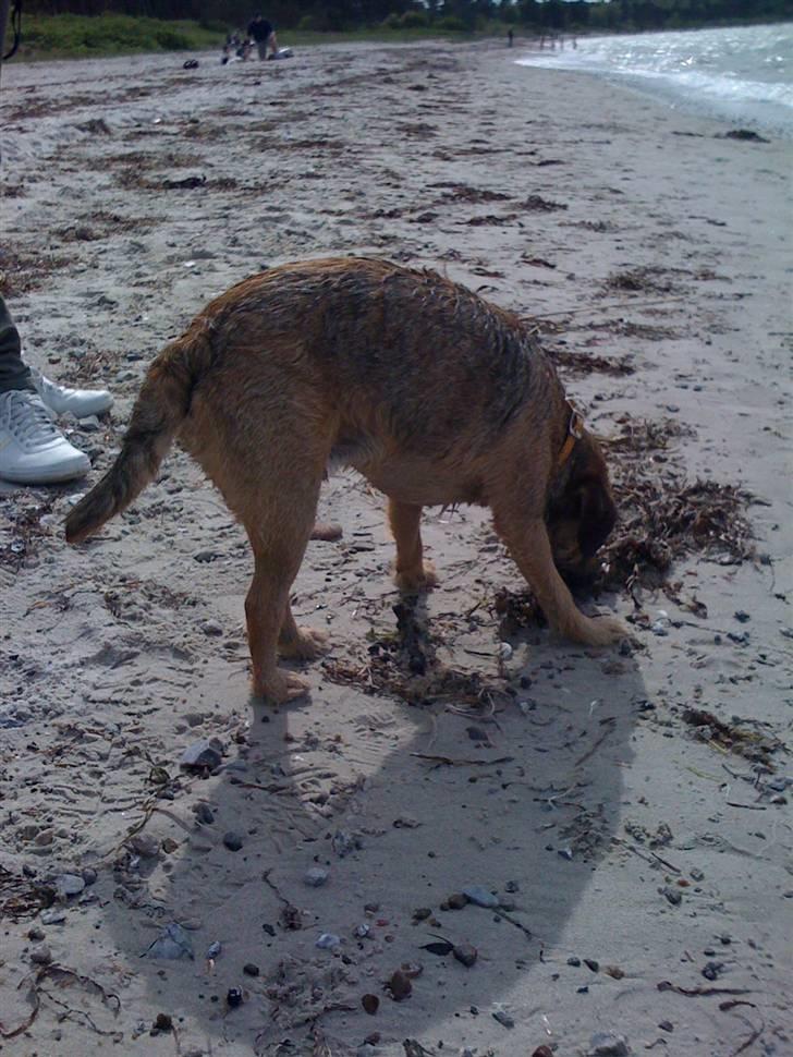 Pinsen i sommerhus billede 12