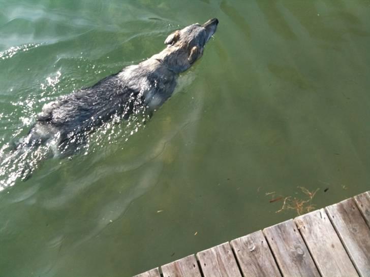 Tjekkoslovakisk ulvehund - Min første rigtige svømmetur billede 1