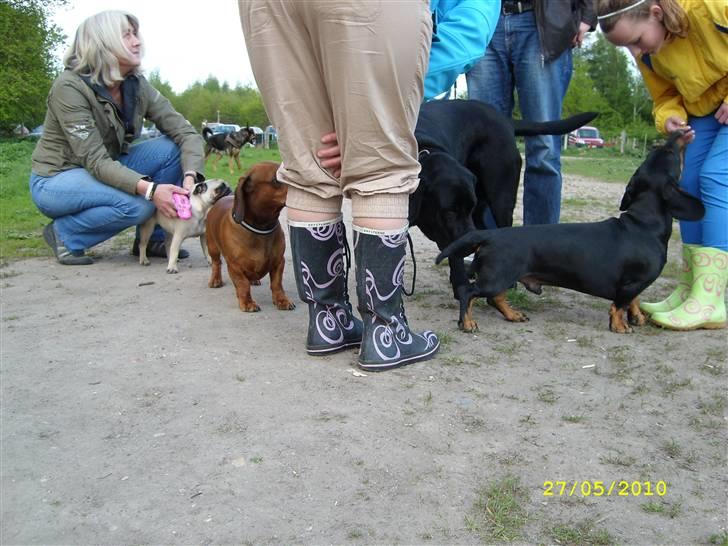 Oxbjerget - Og så hilser alle på alle :) billede 2