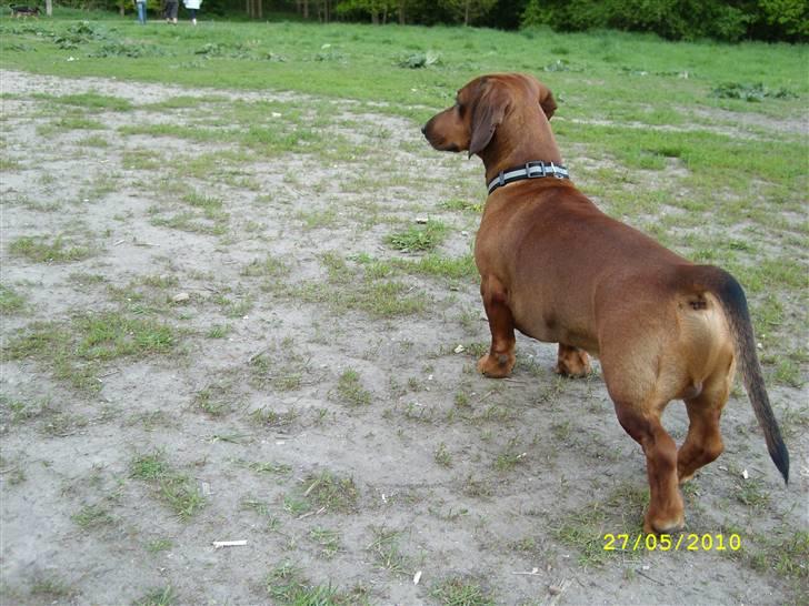 Oxbjerget - Max' nye ven Taco billede 3