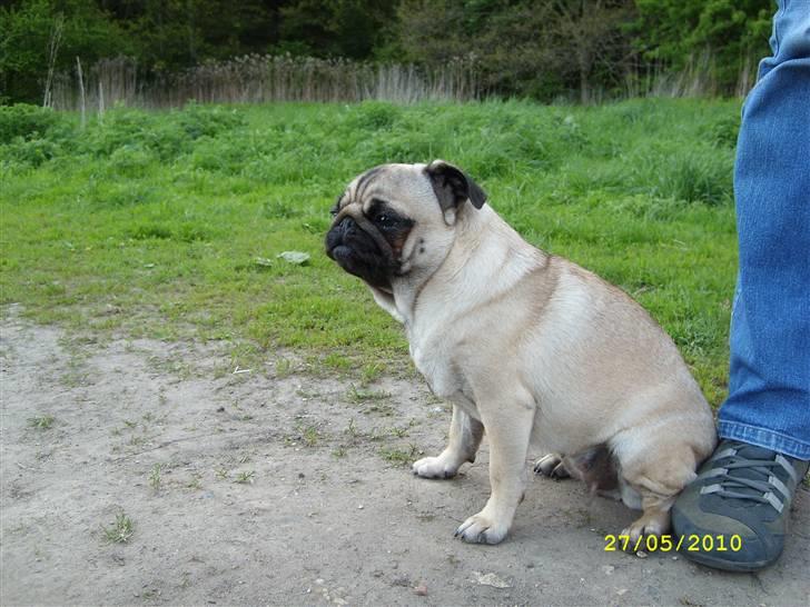 Oxbjerget - Ditte holder lidt lav profil billede 4