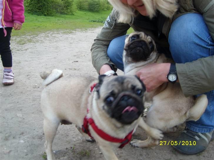 Oxbjerget - Agnes og Ditte var glade for at se hinanden billede 1