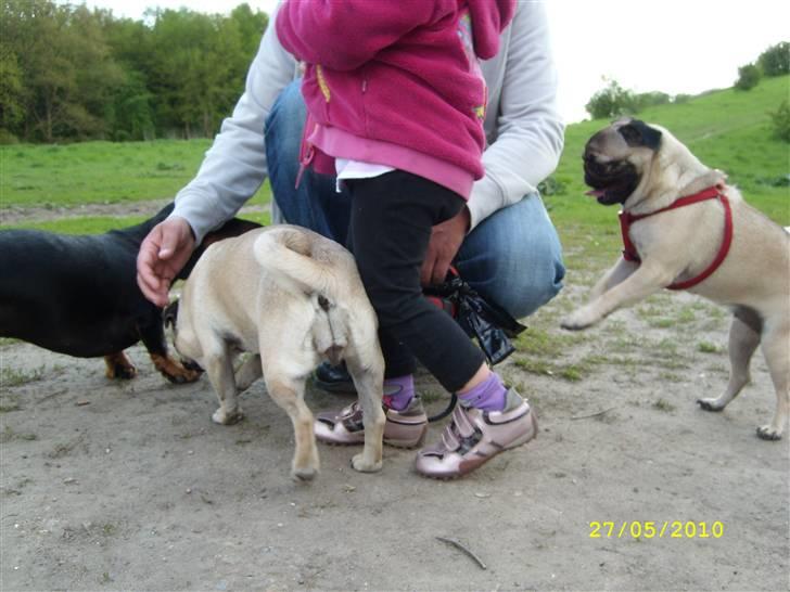Oxbjerget - Agnes, Ditte og Max billede 6