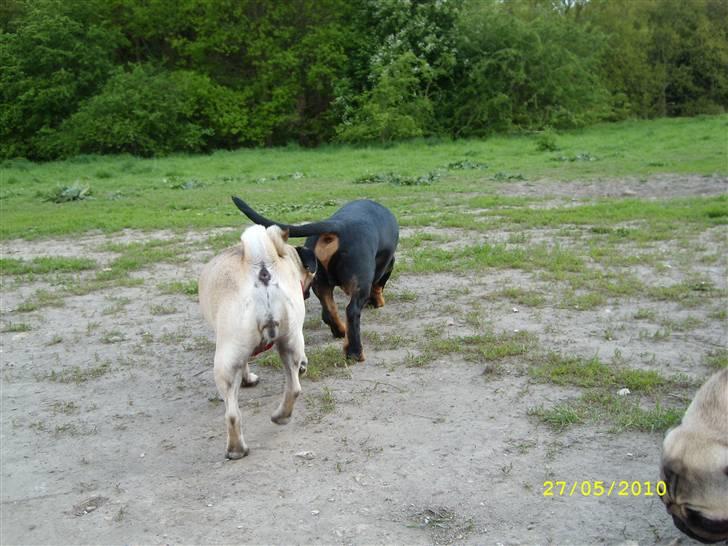 Oxbjerget - Agnes og Max billede 7