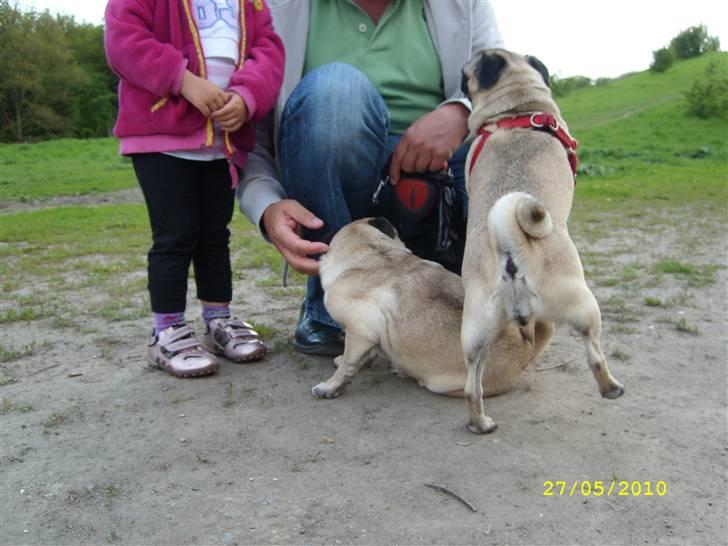 Oxbjerget - Agnes med sele og Ditte uden. Et nyt venindepar :) billede 9