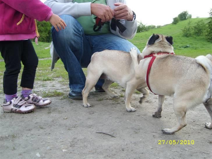 Oxbjerget billede 10