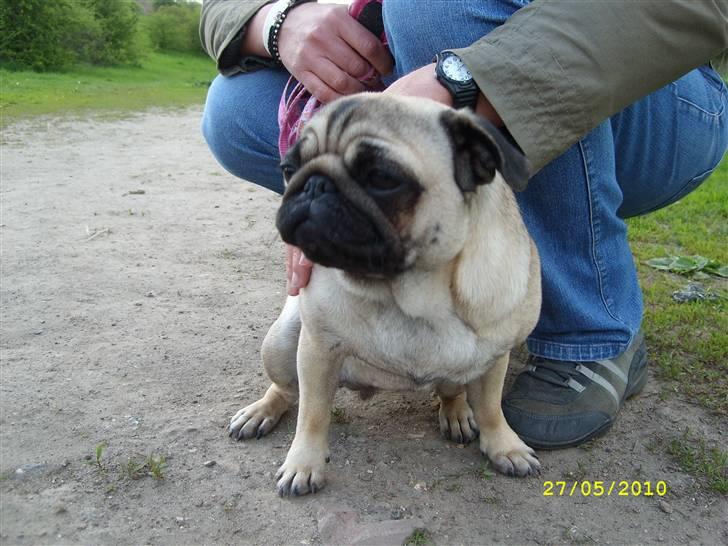 Oxbjerget - Ditte billede 11