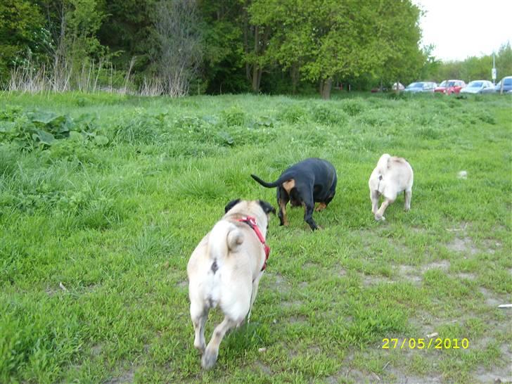 Oxbjerget - Agnes, Max og Ditte billede 12