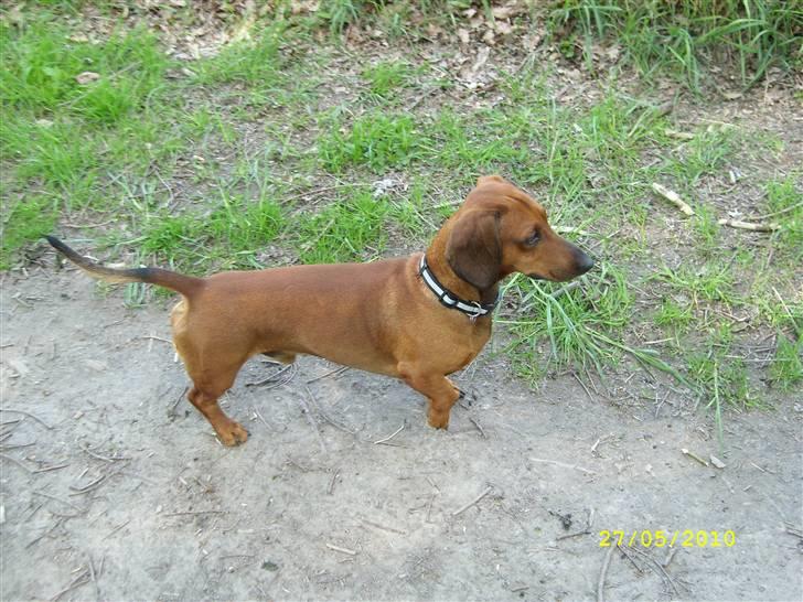 Oxbjerget - Taco billede 13