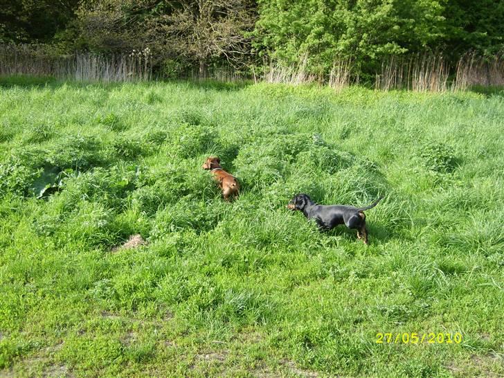 Oxbjerget - Taco og Max på jagt billede 14