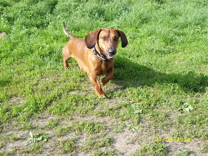 Oxbjerget billede 15