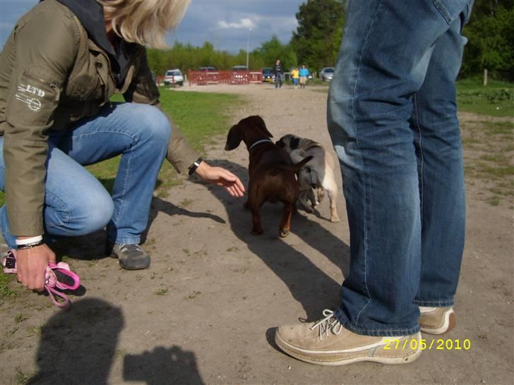 Oxbjerget billede 16