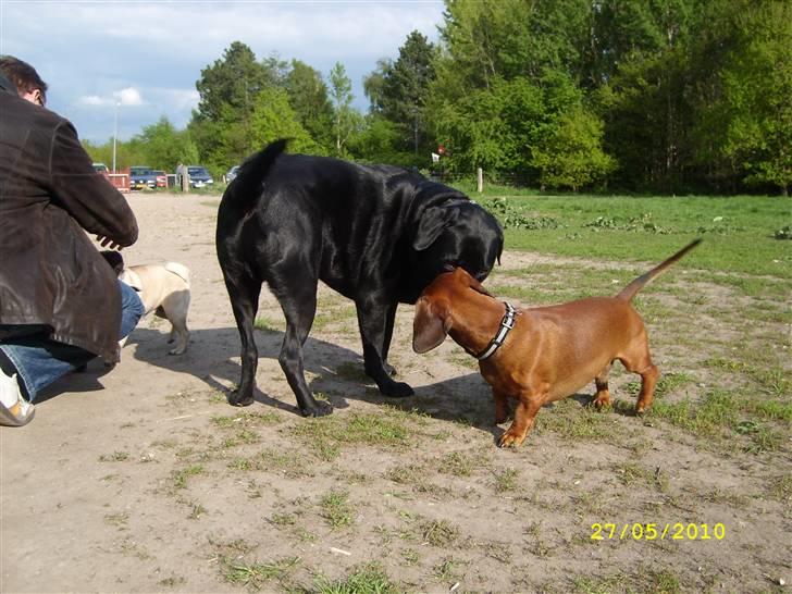 Oxbjerget billede 17