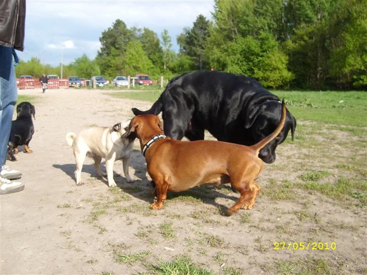 Oxbjerget billede 18