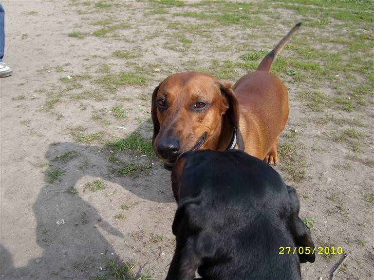 Oxbjerget billede 19