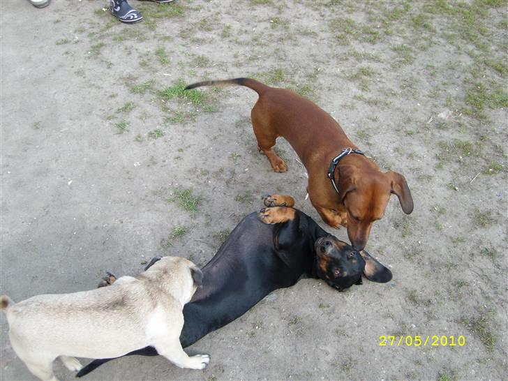 Oxbjerget - Her ligger man da meget godt, synes Max :) billede 20