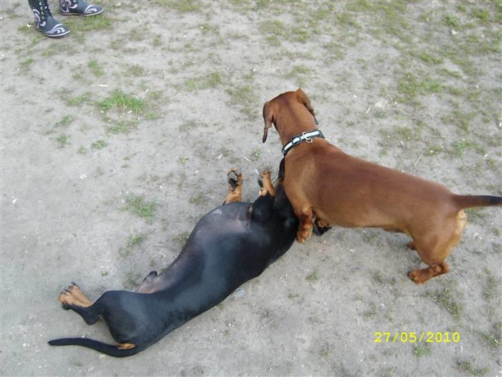 Oxbjerget billede 21