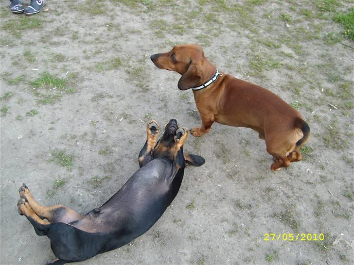 Oxbjerget billede 22