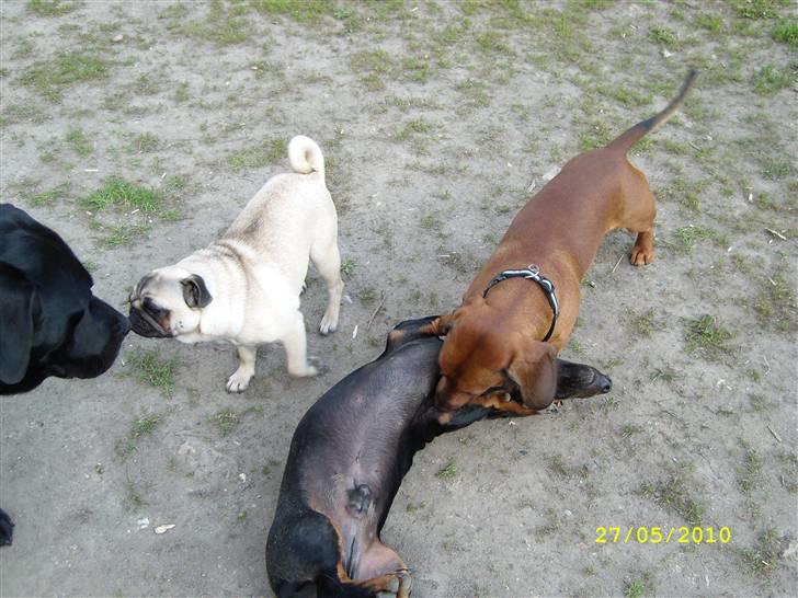 Oxbjerget billede 23